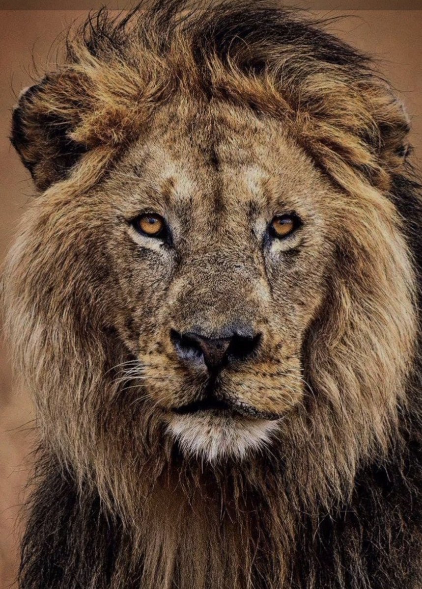 Me_Ne_Vado's tweet photo. @flandivar El mio #Lorkulup ícono del Masai  Mara https://t.co/uW6xxNO8Mg