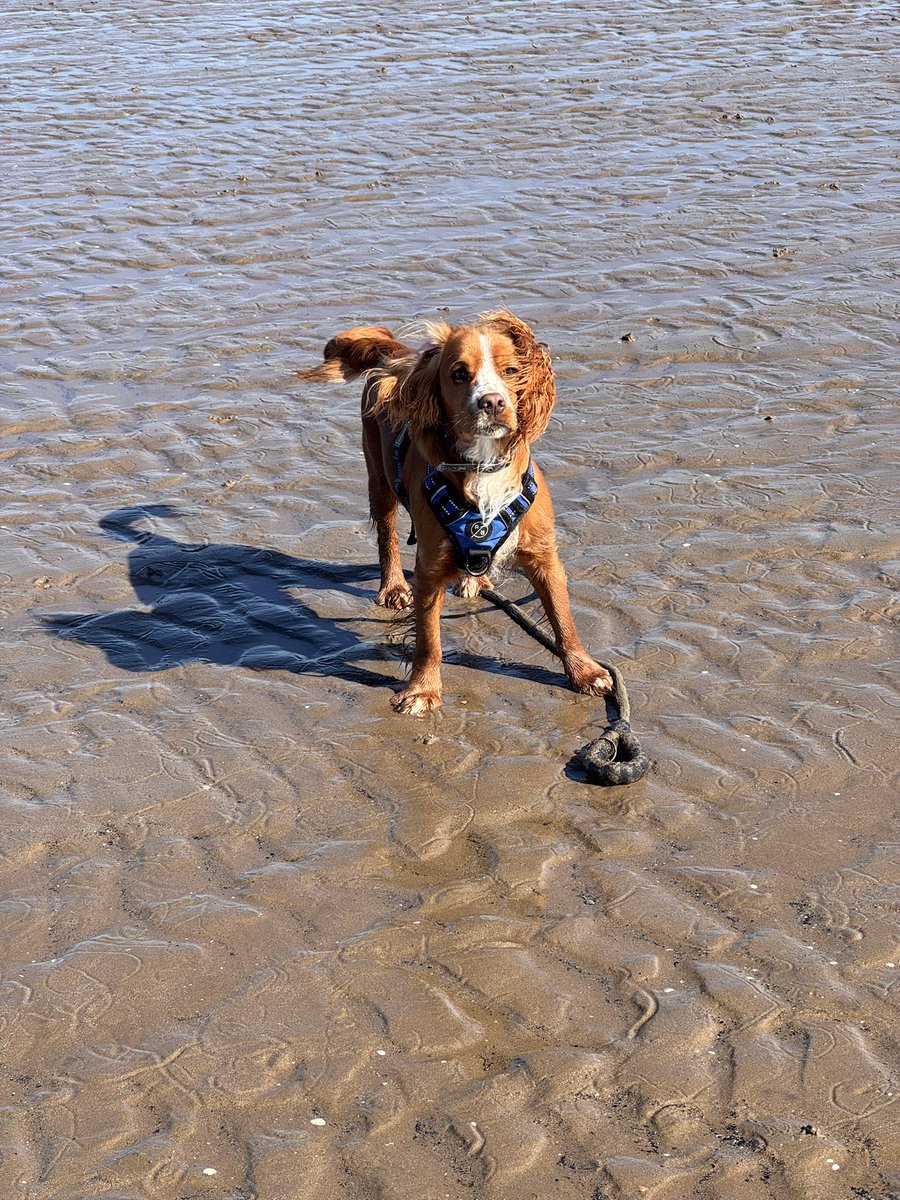 jojomort79's tweet photo. Benson loving the beach 🐾 https://t.co/t6wl0RWXWl
