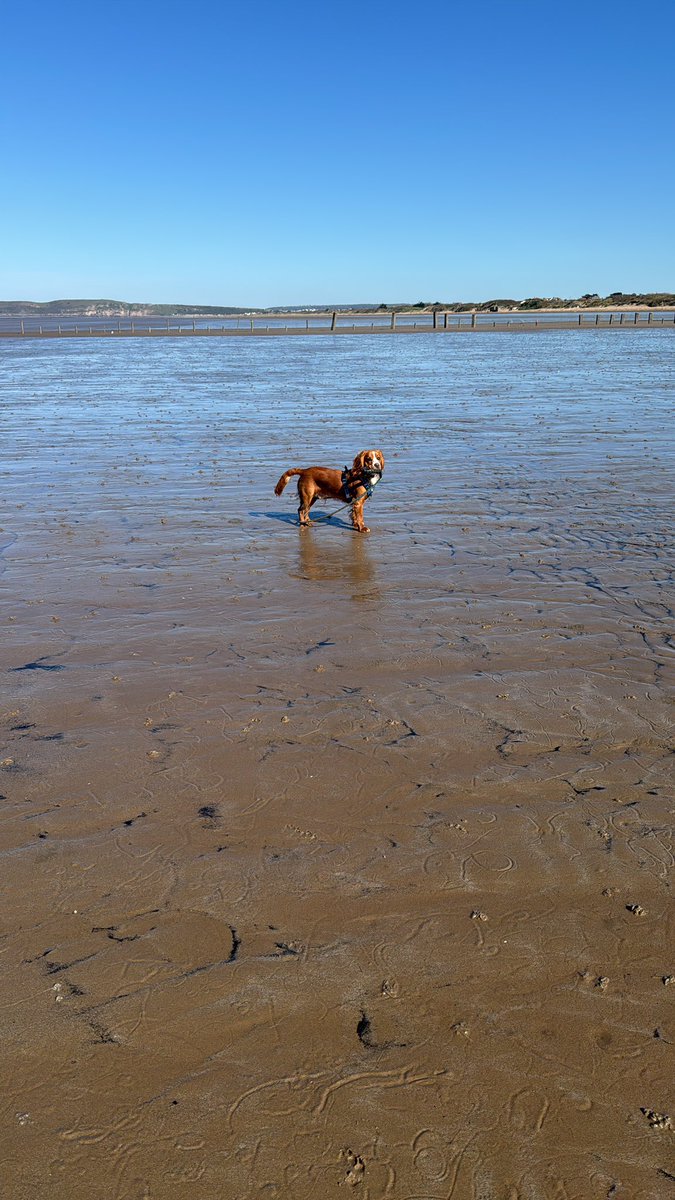 jojomort79's tweet photo. Benson loving the beach 🐾 https://t.co/t6wl0RWXWl