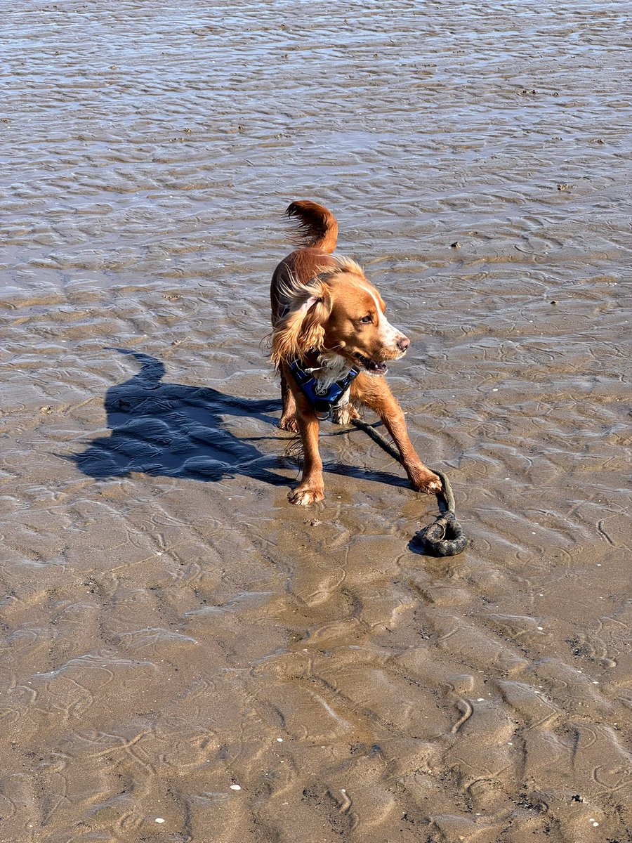 jojomort79's tweet photo. Benson loving the beach 🐾 https://t.co/t6wl0RWXWl