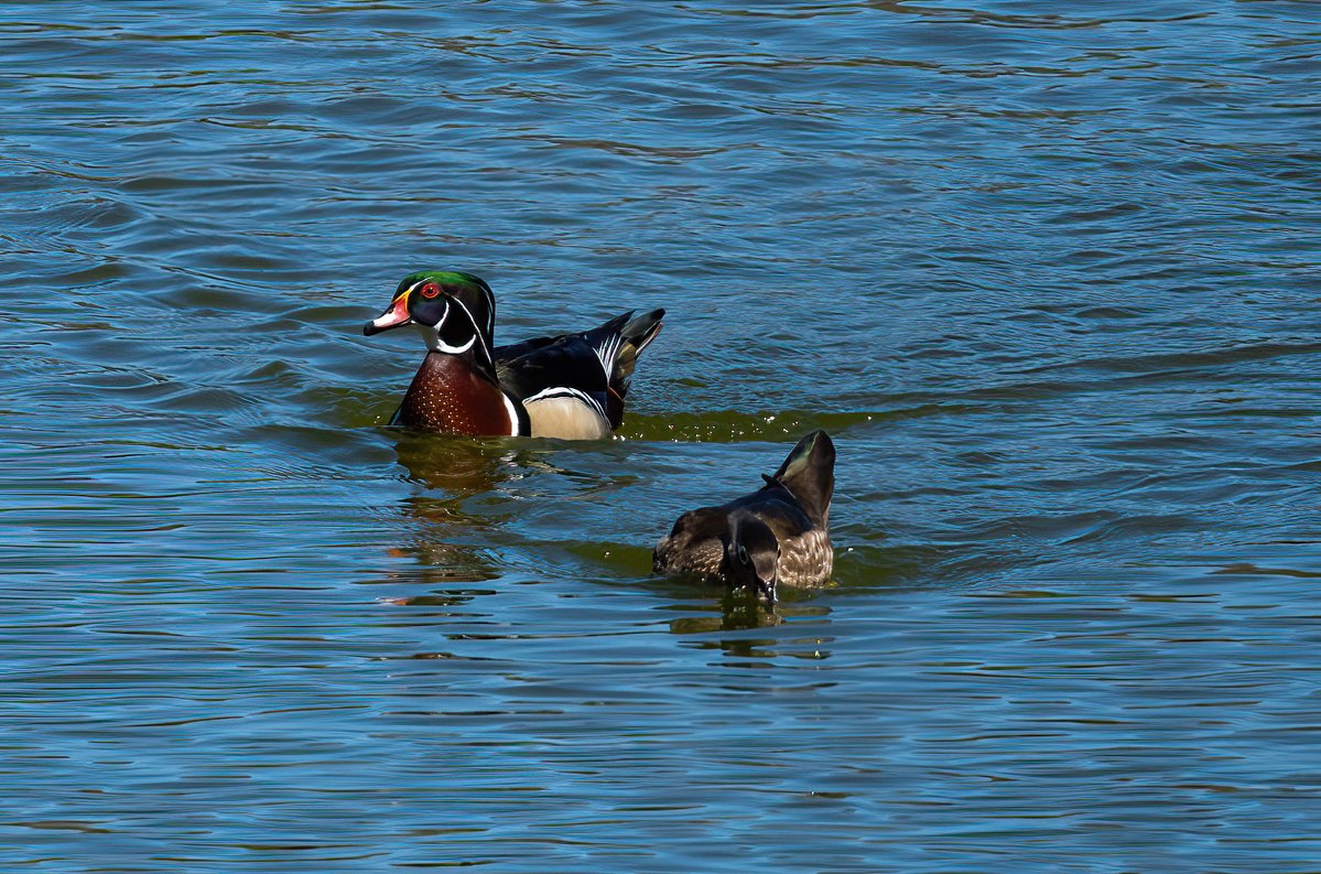 Wood Duck Wednesday Group 11!!

Follow and repost!!

<a href="/KDRnKy/">FreebirdKDR1776 🇺🇸</a> 

<a href="/hphonestviews/">Jeremiah</a> 

<a href="/JamStrikeWin/">JS Win</a> 

<a href="/SkyFall54Bravo/">Brent</a>