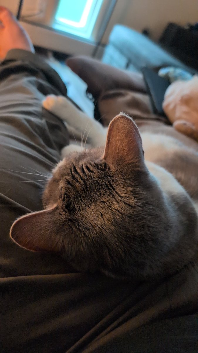 Rogue Leader tweet media