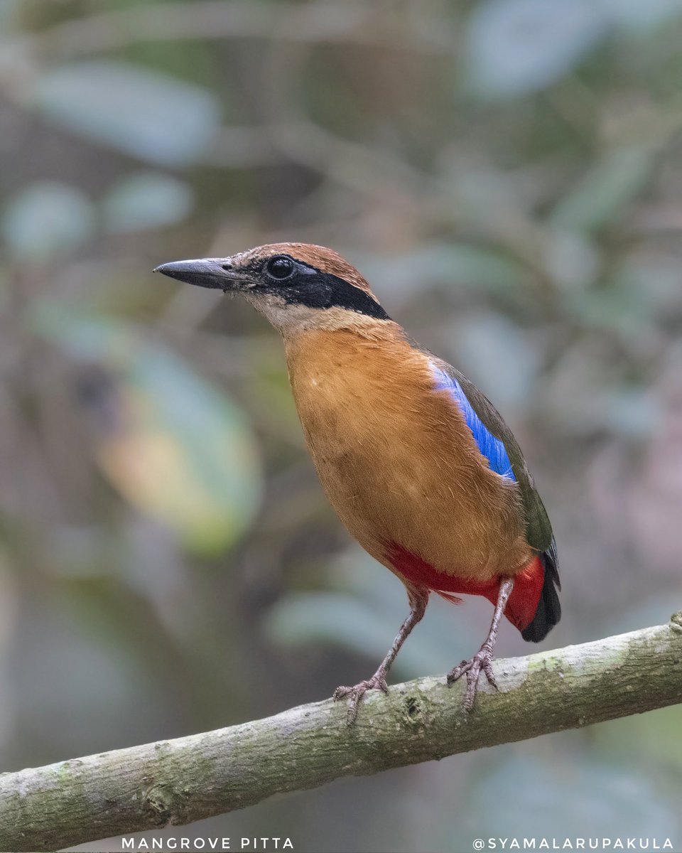 Syamala Rupakula tweet media