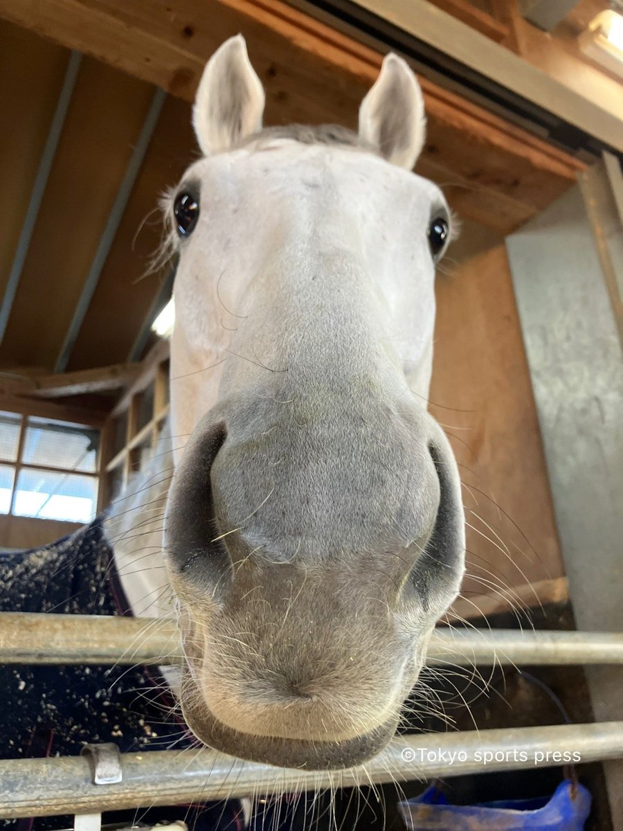 DiscussingUma tweet media