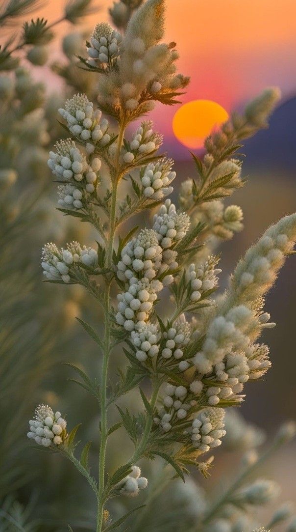 Muhammad Farooq tweet media