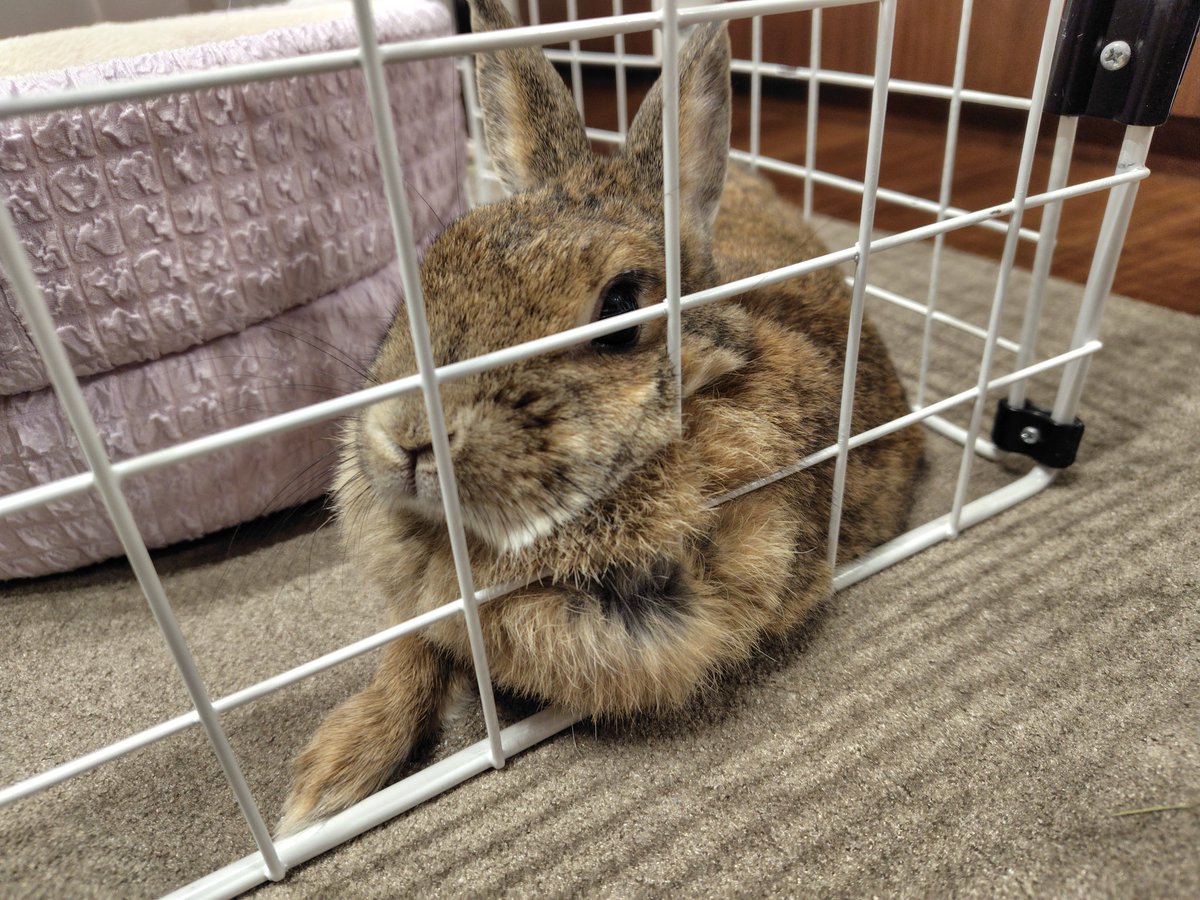 おはようございます☁柵でも気にせず寄りかかるモカさん🐰#うさぎ