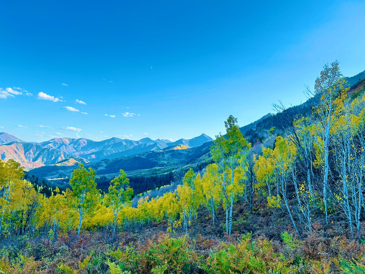 Aspen goes birding⛸️ tweet media