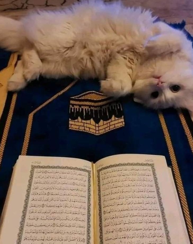 Maria Sial tweet media