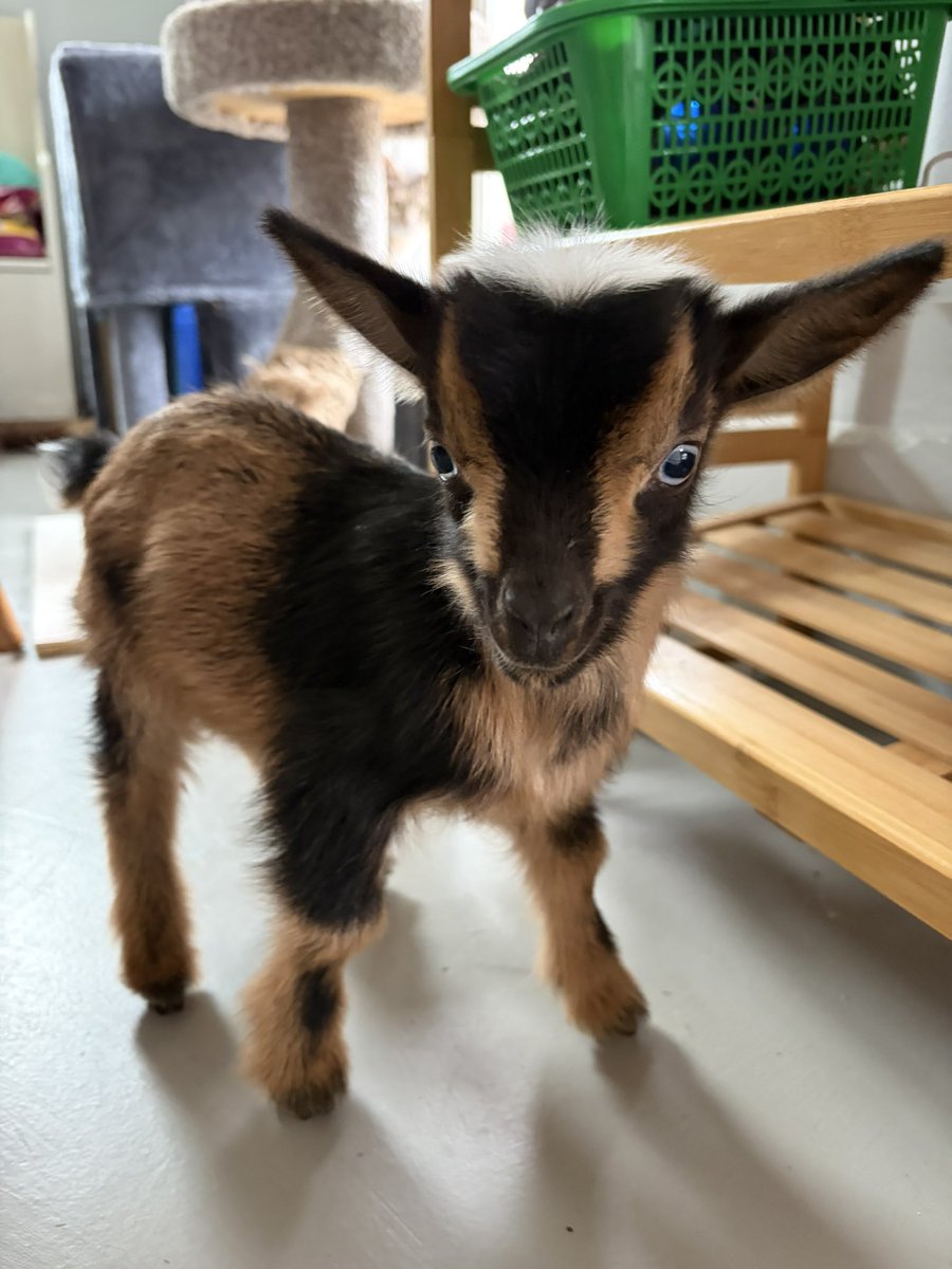 kuddlebee 🐝💗✨ 【MODEL DEBUT APRIL 2ND】 tweet media