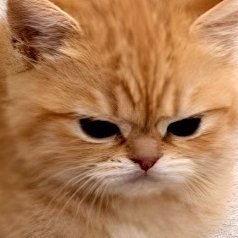 MoltenPythonVA (🐍SnakeFemboy🌋) tweet media