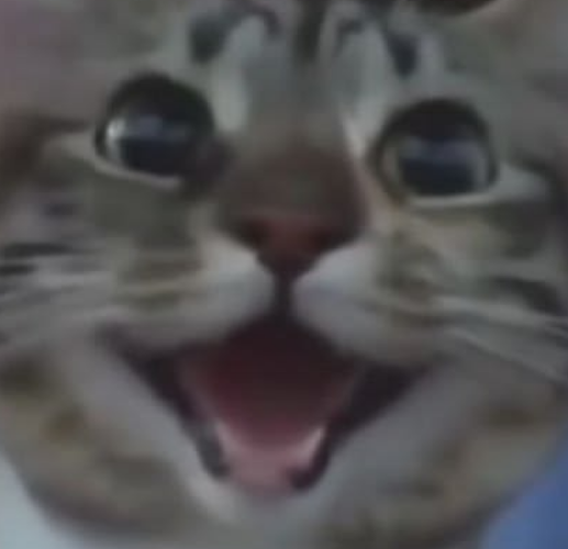 MoltenPythonVA (🐍SnakeFemboy🌋) tweet media