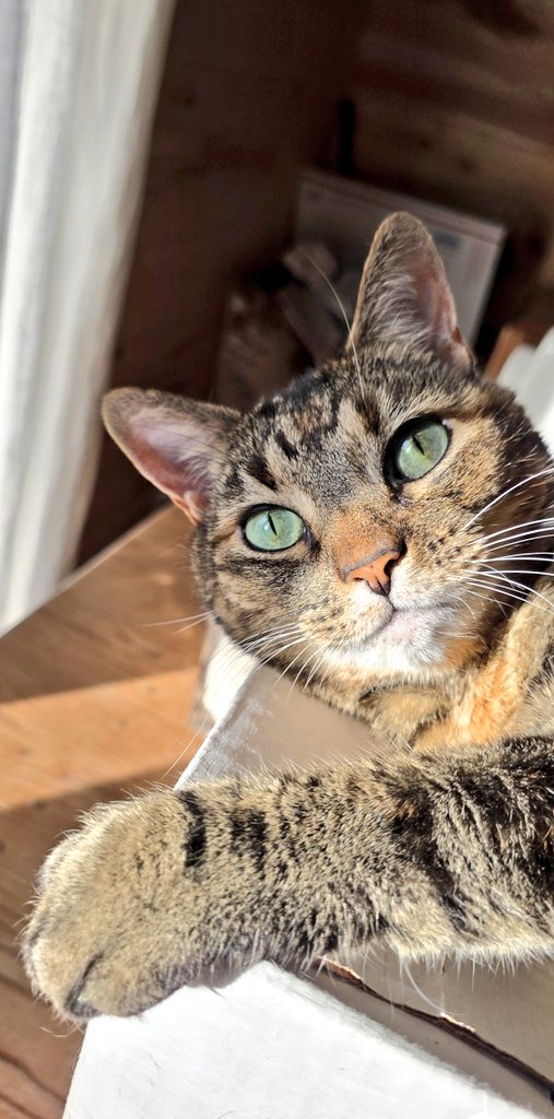 Llama Mama tweet media