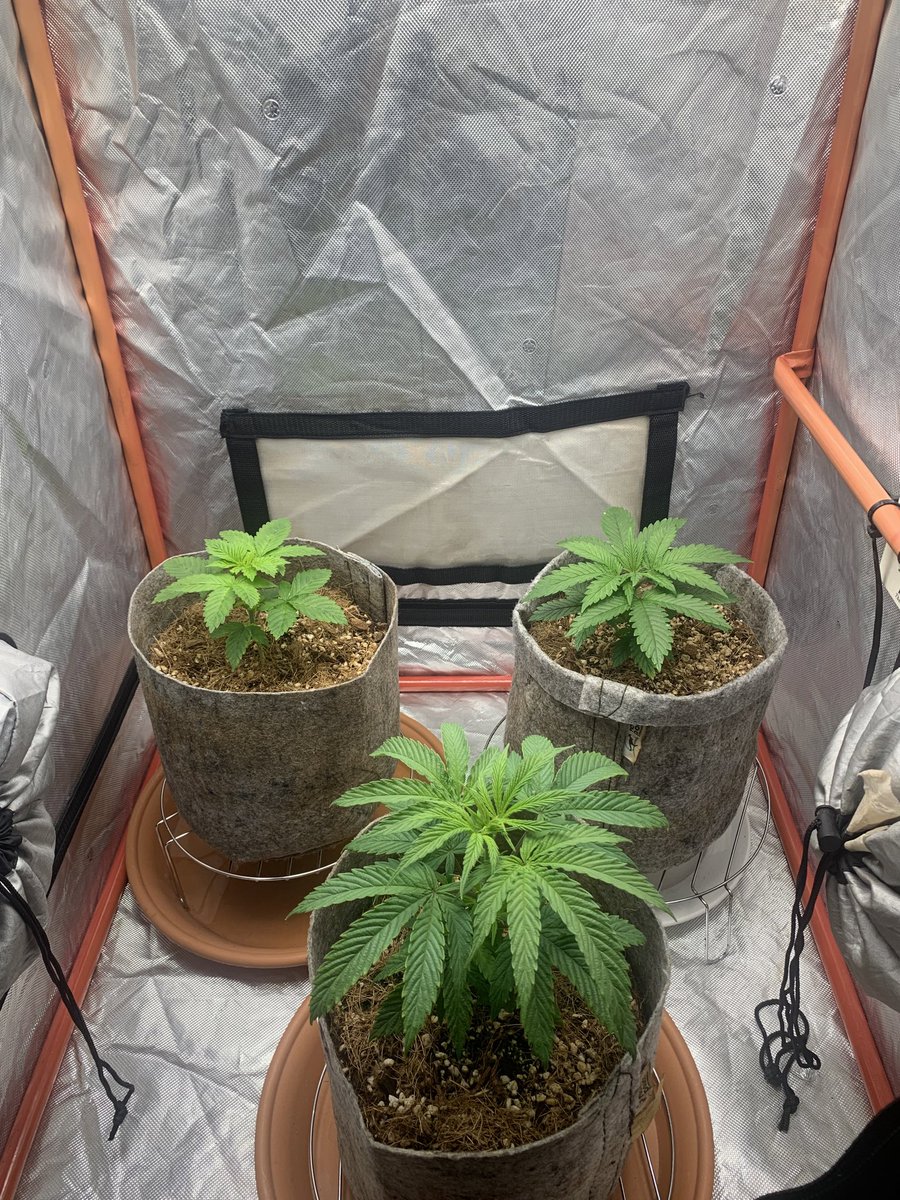 Skunk City Genetics tweet media