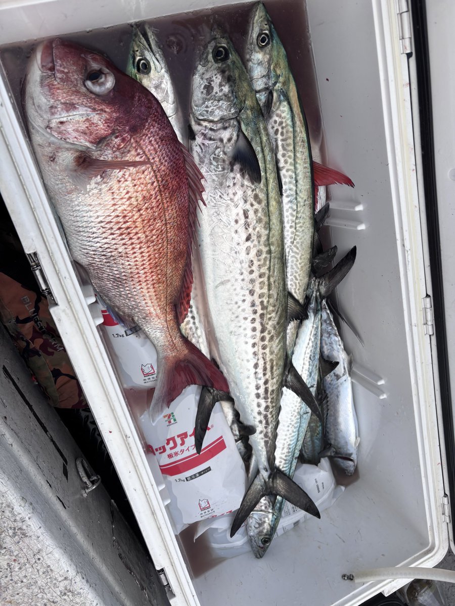 hiro 𓆝 tweet media