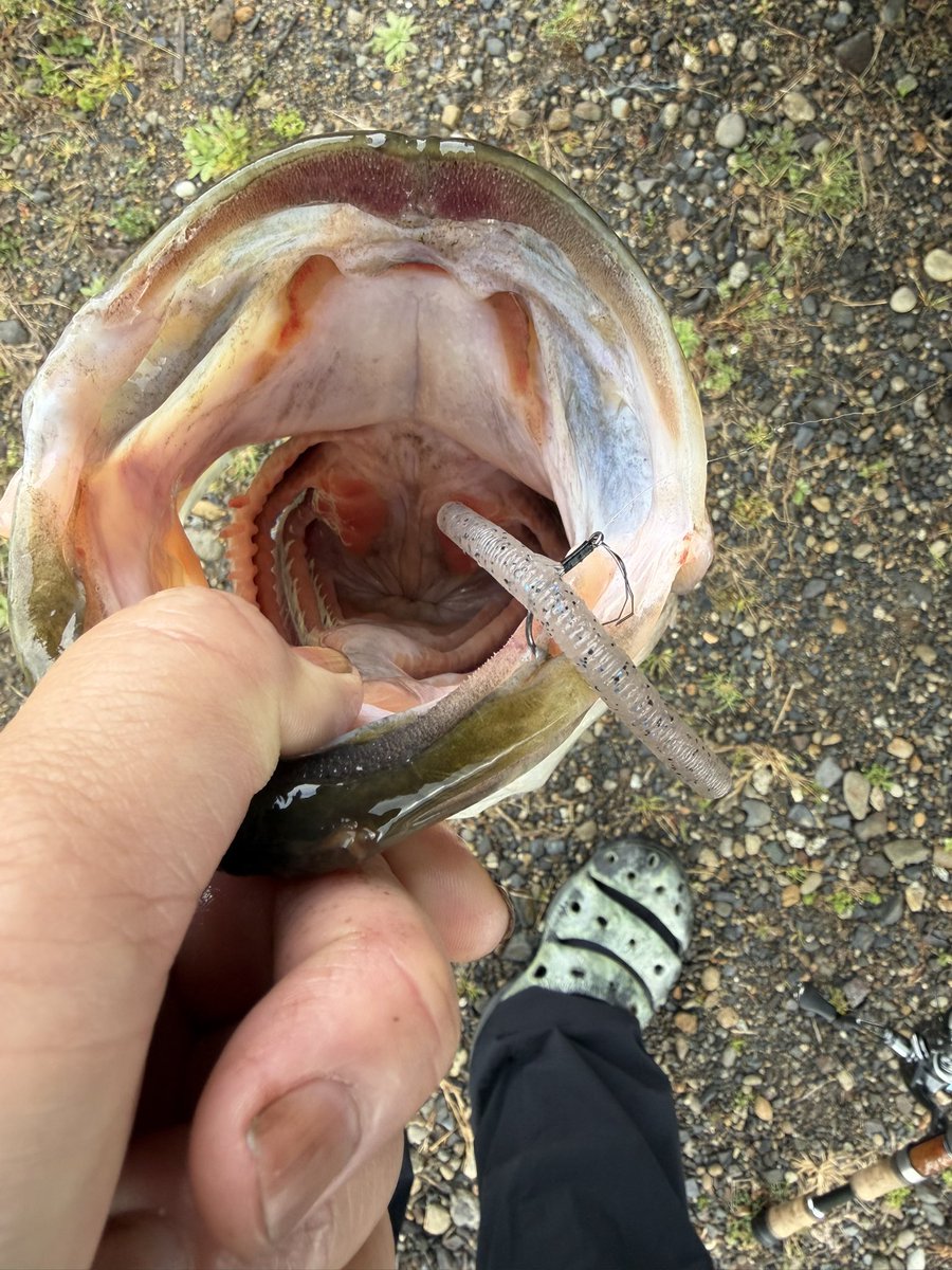 野池にしては良い魚
<a href="/shimayu_tsurigu/">フィッシングショップ嶋勇</a>