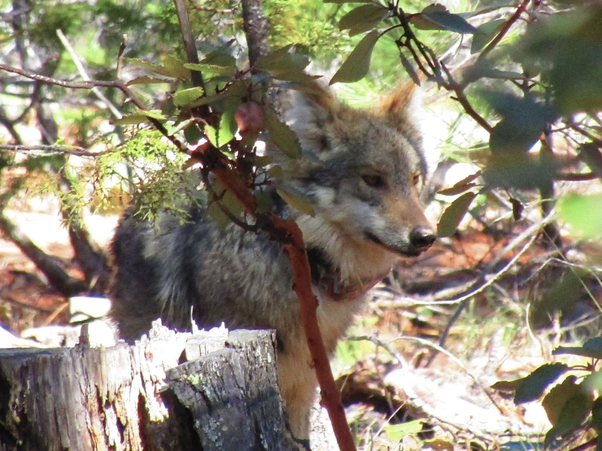 GSandovalSalas's tweet image. 👏Tras 50 años de ausencia en libertad, participamos en la reintroducción de 4 ejemplares de lobo mexicano 🐺 (Canis lupus baileyi) en la Sierra Madre Occidental, en #Durango.

Desde la Oficina de Representación estatal de la @SEMARNAT_mx, nos enorgullece ser parte de este hito