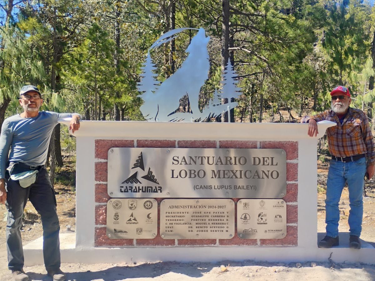 GSandovalSalas's tweet image. 👏Tras 50 años de ausencia en libertad, participamos en la reintroducción de 4 ejemplares de lobo mexicano 🐺 (Canis lupus baileyi) en la Sierra Madre Occidental, en #Durango.

Desde la Oficina de Representación estatal de la @SEMARNAT_mx, nos enorgullece ser parte de este hito