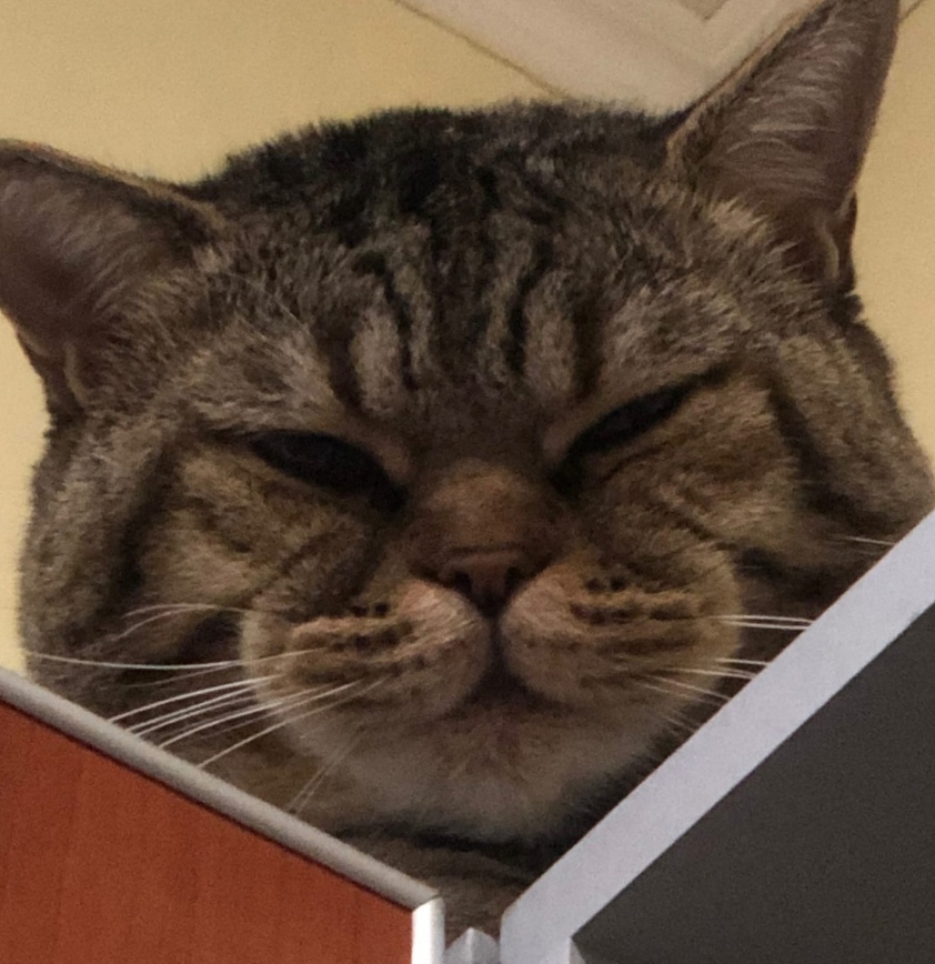 Бімстер tweet media