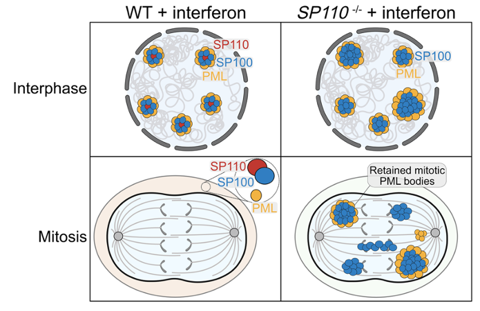 Jacob Corn tweet media