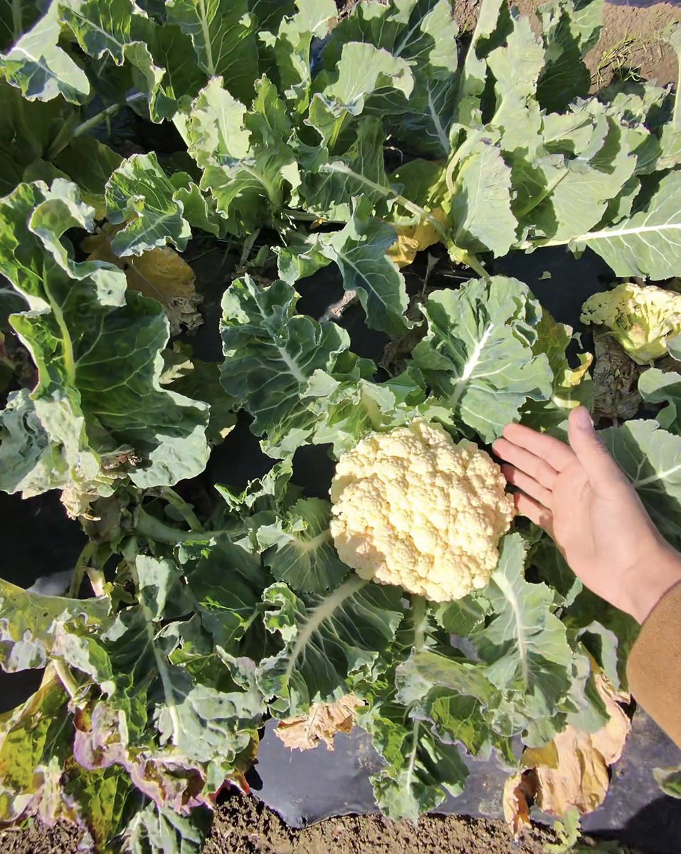 RawQuantum tweet media