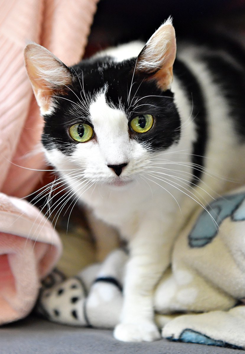 Dawn J. Sagert tweet media