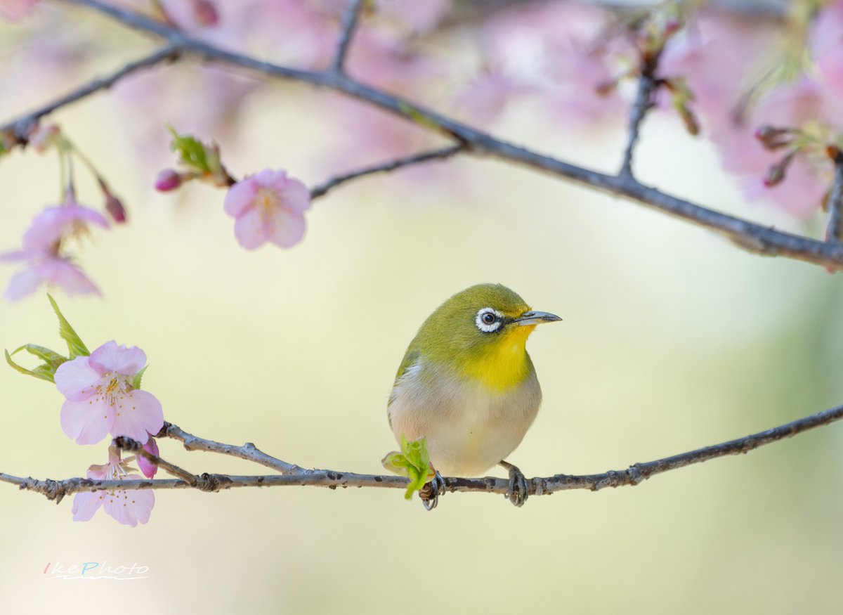 imacoconut's tweet photo. やっと撮れたぁ梅ジロー🐦 https://t.co/n0TqlZu7oT