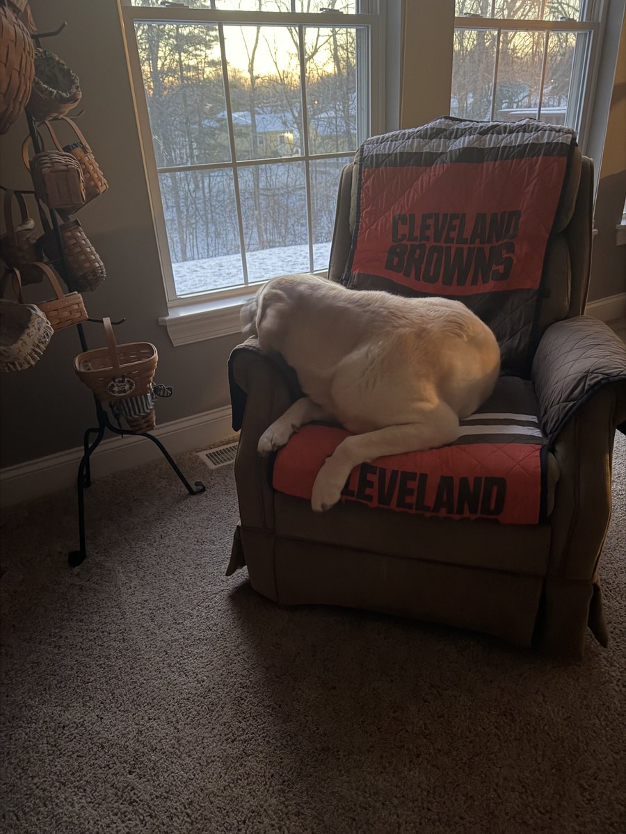 Sammy - a good doggie tweet media