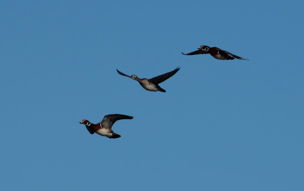 The Only James Magelk tweet media