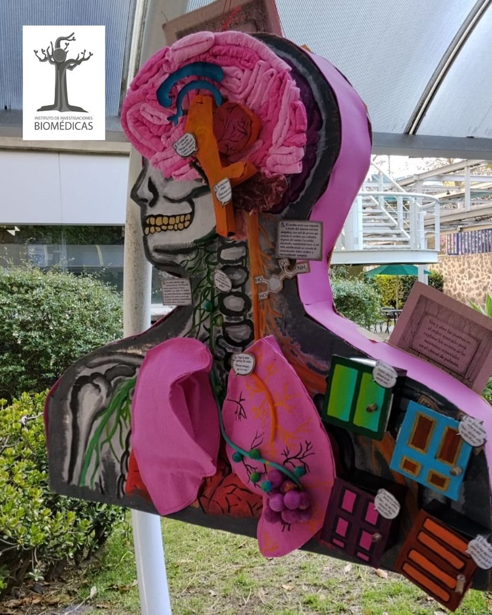 biomedicasunam's tweet photo. 🪅Toc-toc neuronas en el tumor | 👍🗳Vota por tu favorita dejando tu like.
Tercer Concurso de Neuropiñatas de la Semana del Cerebro Biomédicas 2026 🧠 | #BrainAwarenessWeek #BrainWeek https://t.co/7Zi3ogRmjp