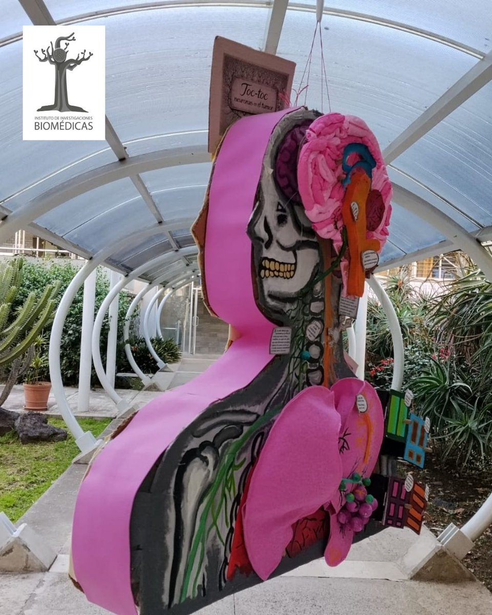 biomedicasunam's tweet photo. 🪅Toc-toc neuronas en el tumor | 👍🗳Vota por tu favorita dejando tu like.
Tercer Concurso de Neuropiñatas de la Semana del Cerebro Biomédicas 2026 🧠 | #BrainAwarenessWeek #BrainWeek https://t.co/7Zi3ogRmjp