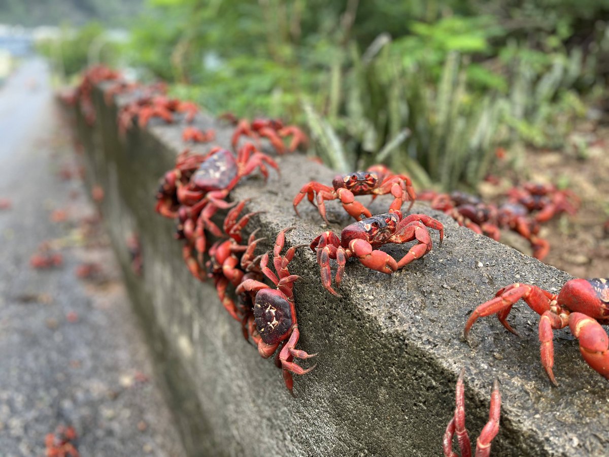 京都大学白眉センター Kyoto University Hakubi Center tweet media