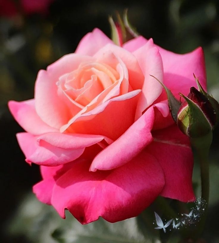 Flower🌹🌹 tweet media