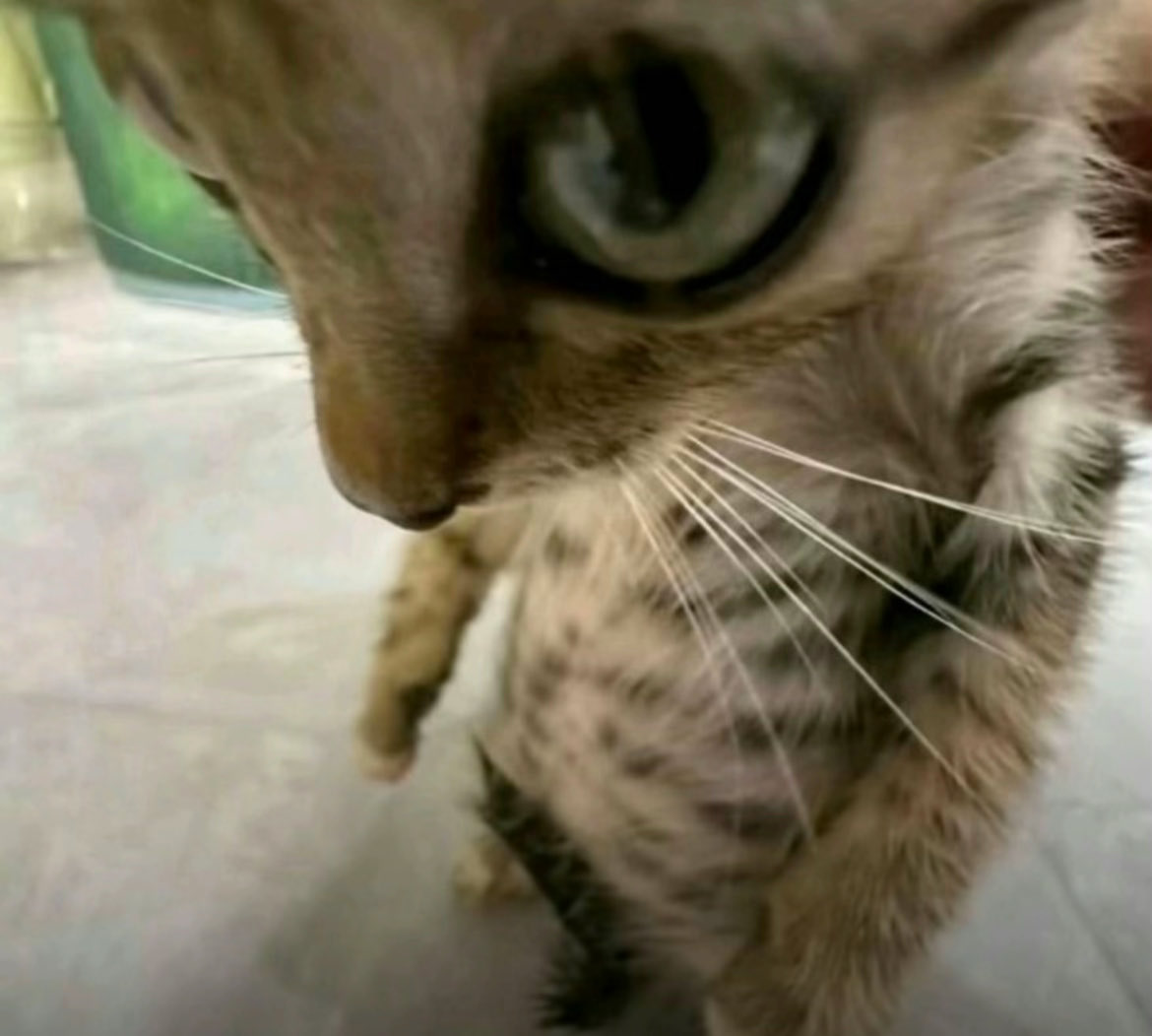 Arbiter 🌐⚔️ Vtuber tweet media