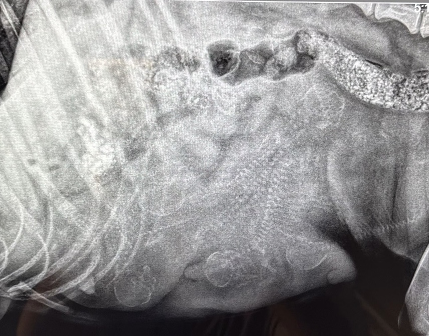 Mike Ryan tweet media