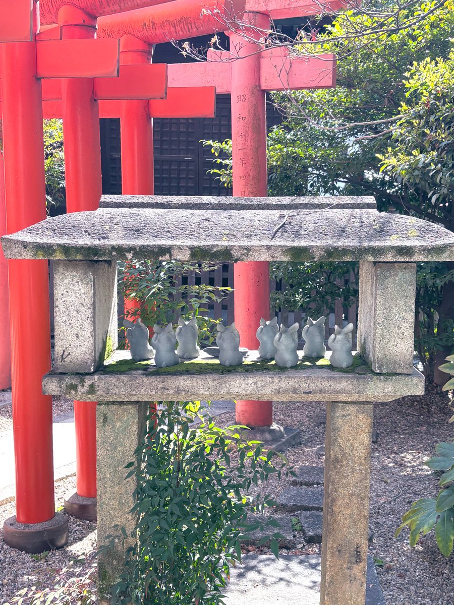 名古屋にある三輪神社が、うさぎ仕様で可愛過ぎる！！
偶然見つけたんだけど、行ってみたらめっちゃたくさんうさぎさんいたー！✨
アイスの健康を祈ってきました🐇🤍