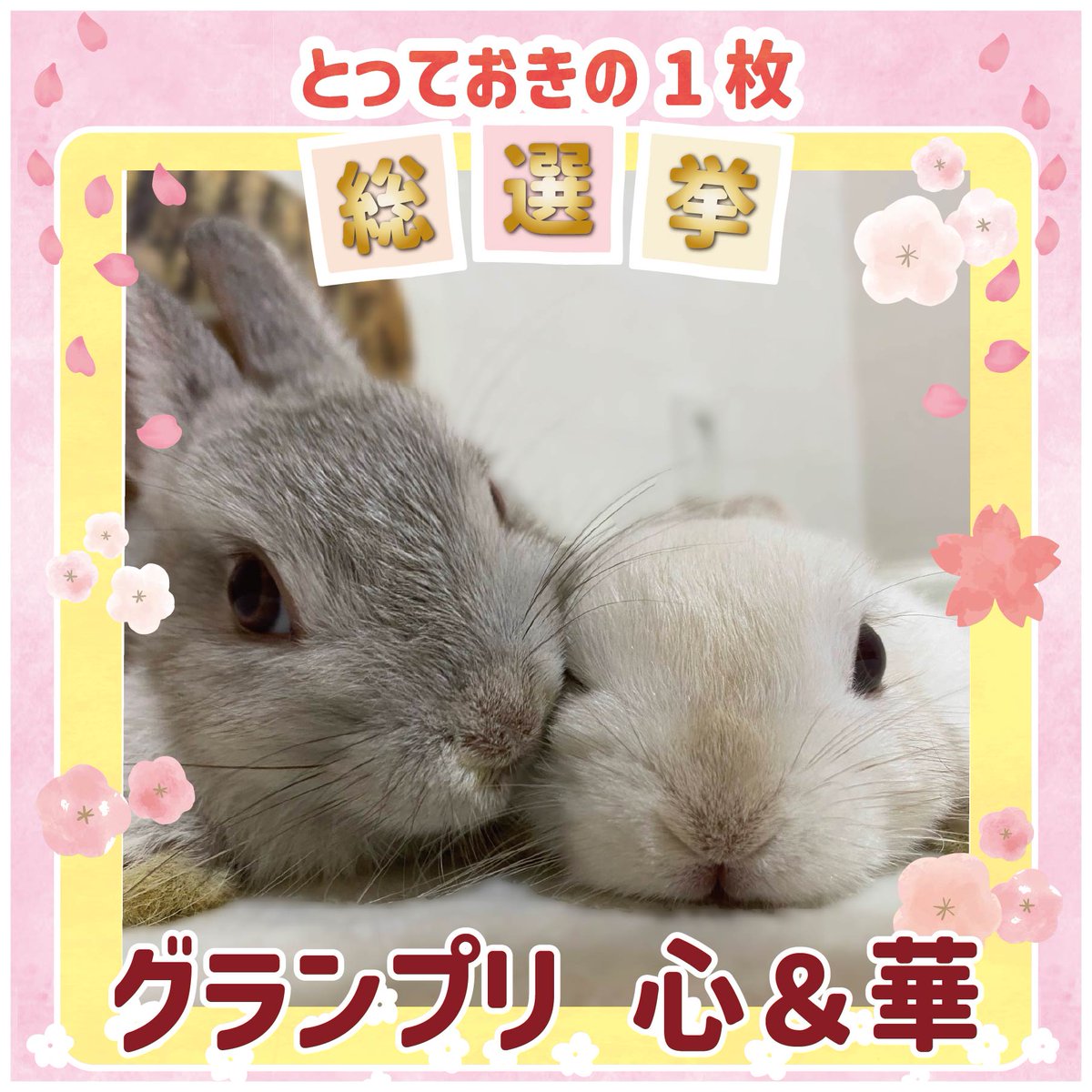 WOOLY（ウーリー） ㅣ うさぎの食彩工房 tweet media