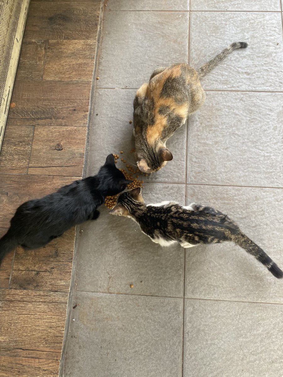 miung.icon tweet media