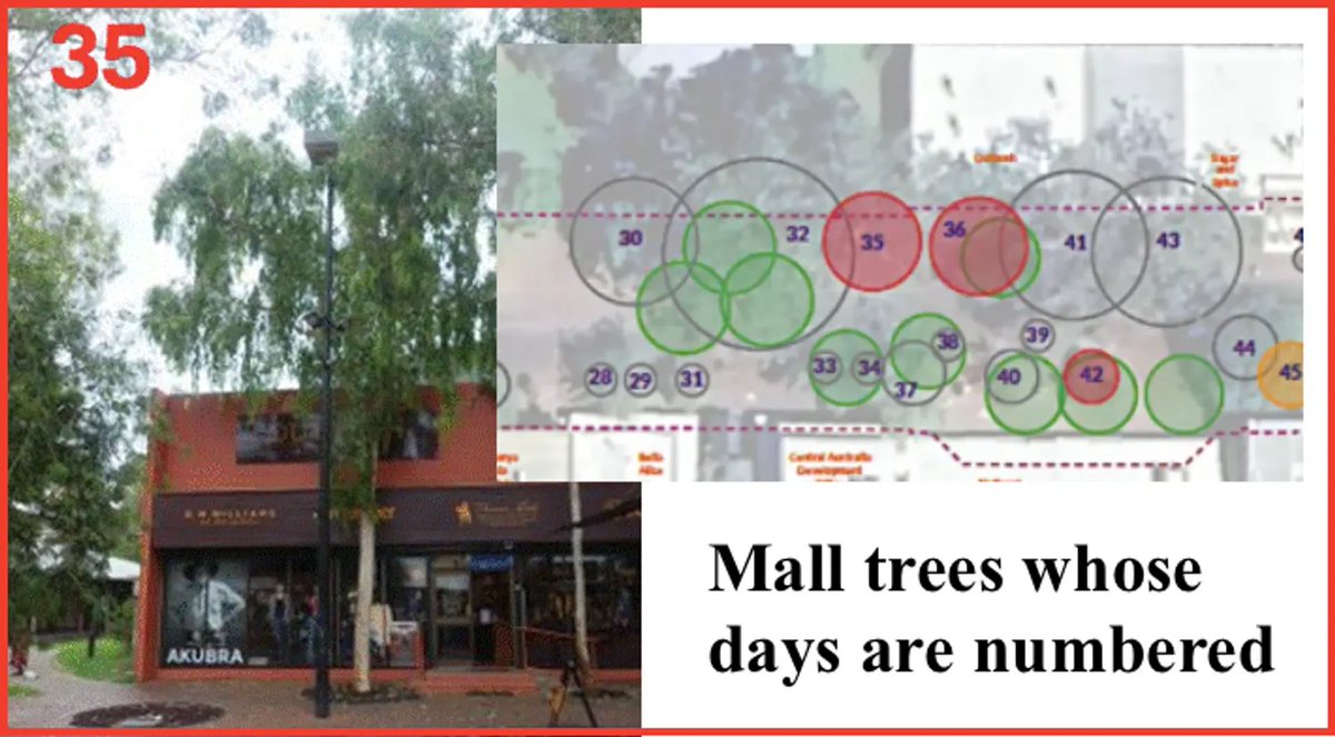 March 19, 2026
Tie a Yellow Ribbon Round the Ole Oak Tree
alicespringsnews.com.au/posts/tie-a-ye…