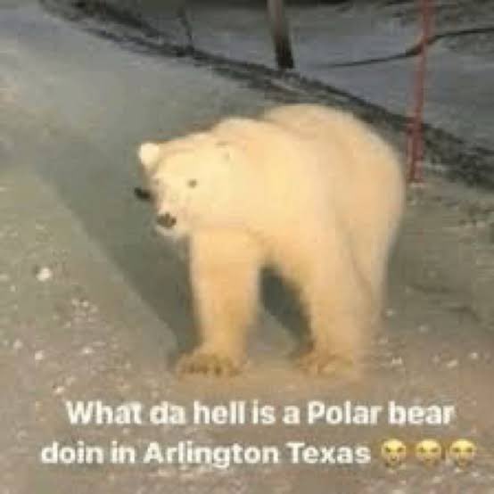 Seth Rawls tweet media