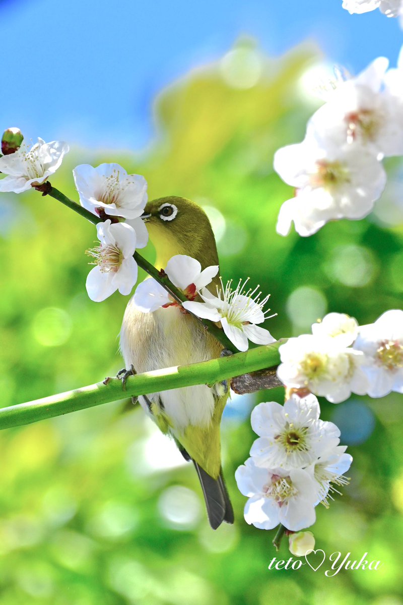 🌸優香🌸 tweet media