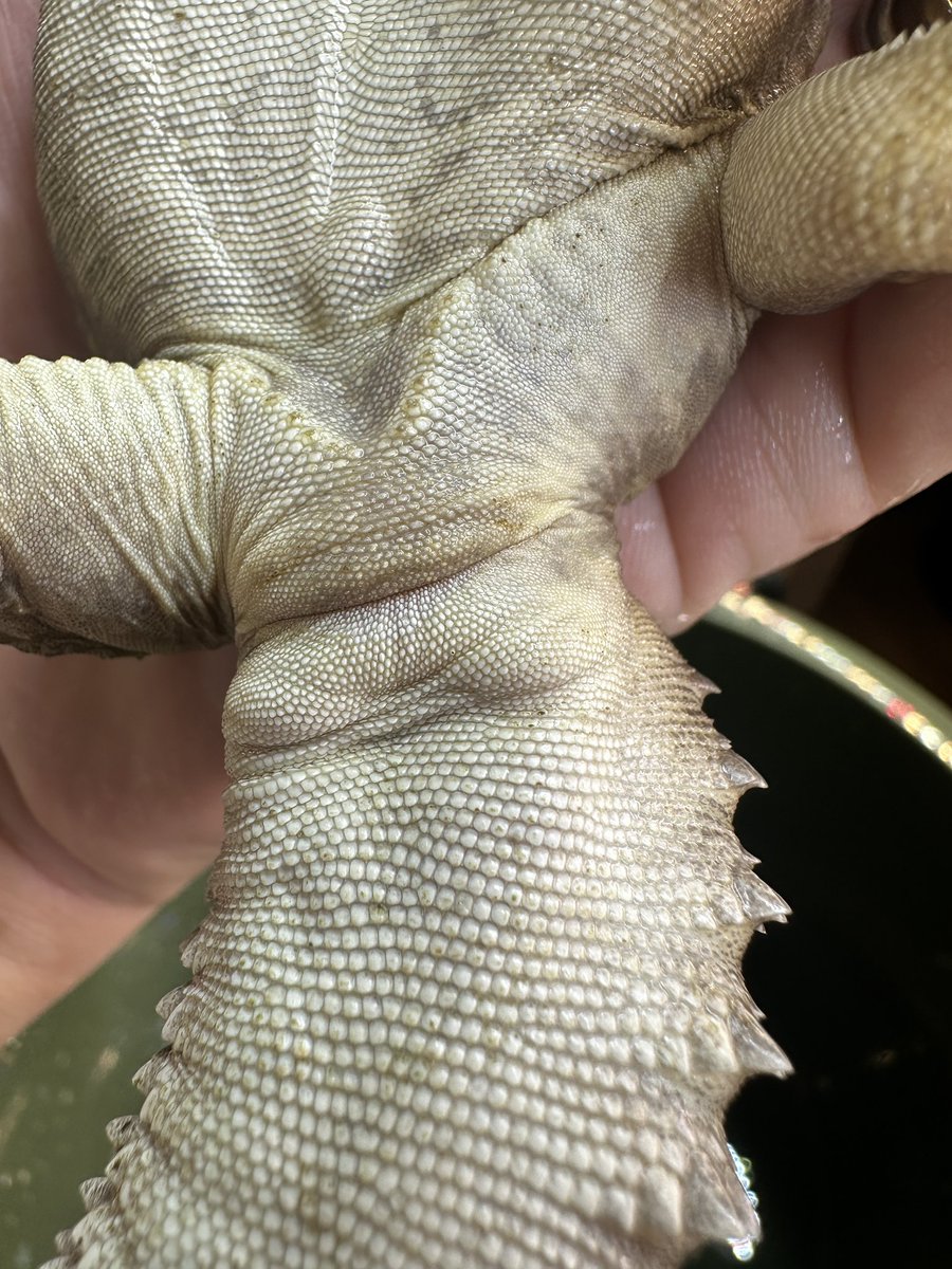 てぺい tweet media