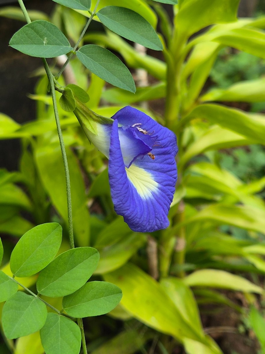 Sharon Bava tweet media