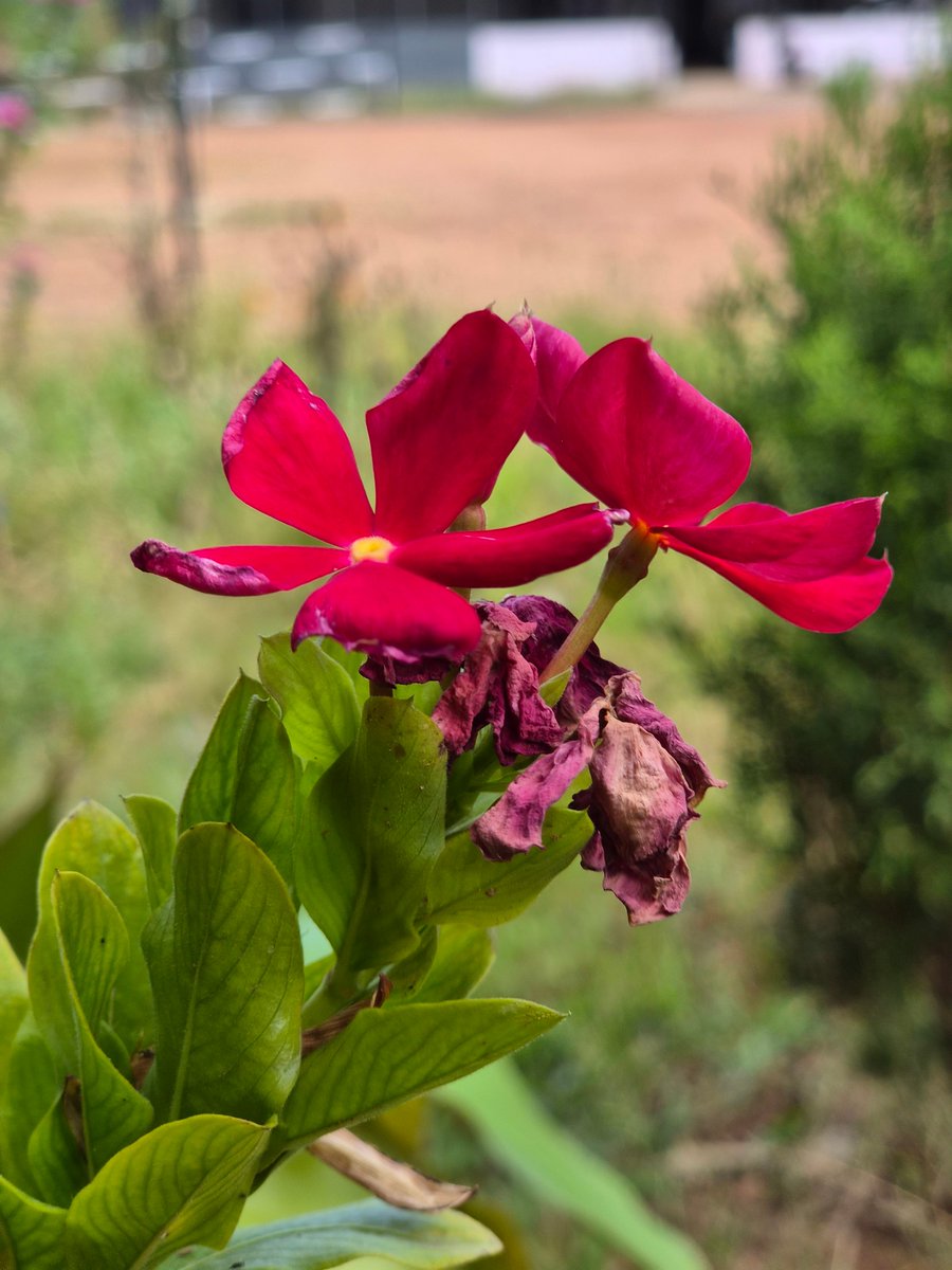 Sharon Bava tweet media