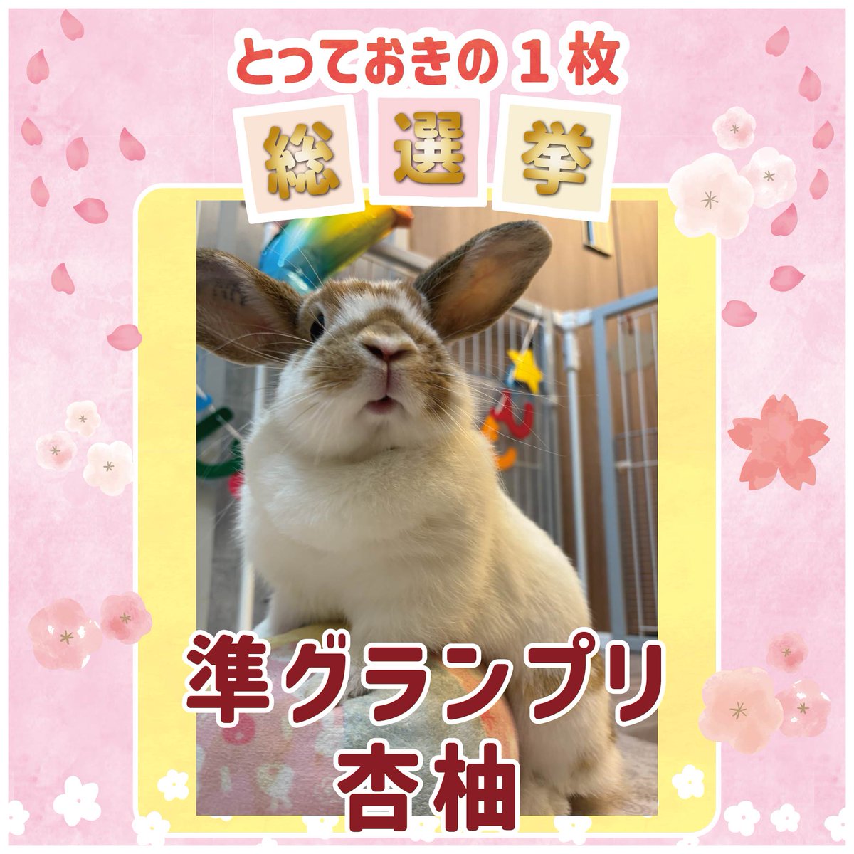 WOOLY（ウーリー） ㅣ うさぎの食彩工房 tweet media