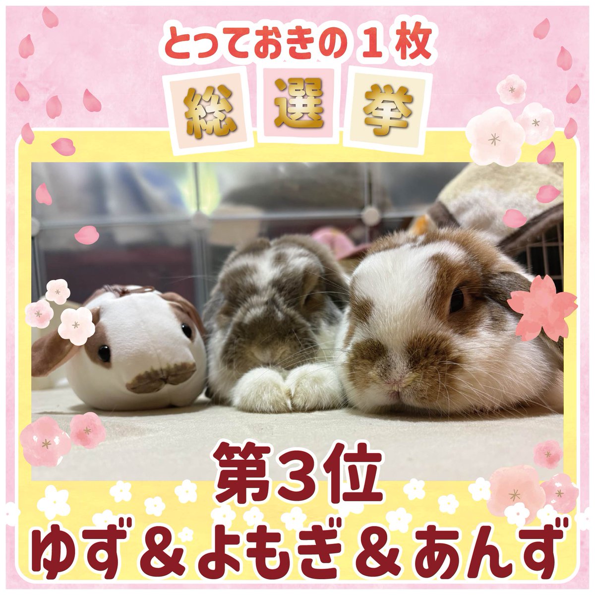 WOOLY（ウーリー） ㅣ うさぎの食彩工房 tweet media