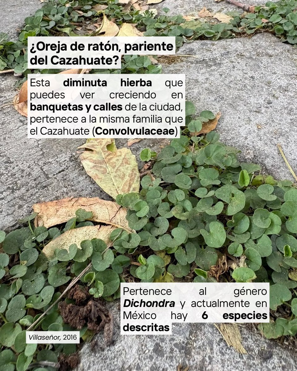 𝑫𝒐𝒏 𝑯𝒆𝒍𝒆𝒄𝒉𝒐 🌿 tweet media