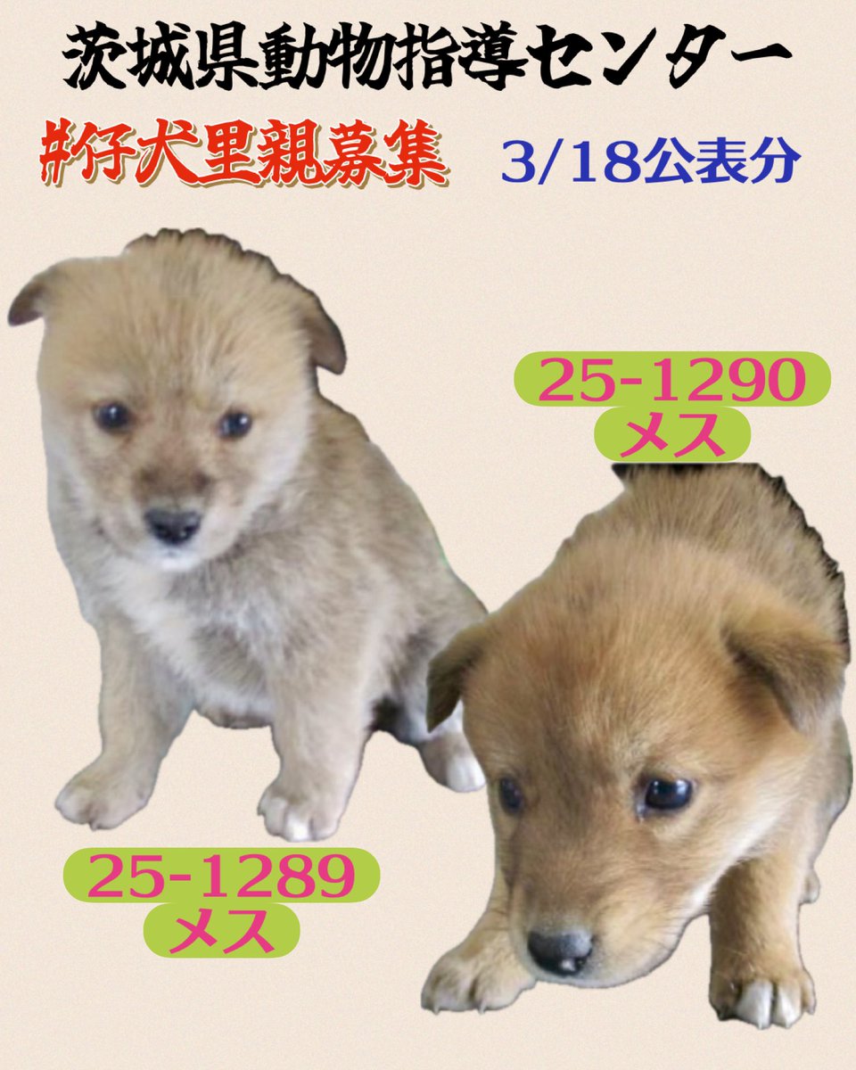 gollfe's tweet photo. #仔犬が収容
🍀#子犬里親様募集
仔可愛い犬が収容です
生後2~3ヶ月未満
保護犬を家族として迎える選択を🙇🏼‍♀️🍀
譲渡希望者様へ
🔹センターから直接一般の方へのお渡しは無し
🔹登録ボランティア経由で譲渡を受けてください
🆘子犬の収容情報
♦️3/18茨城県動物指導センター 
📍 坂東市生子で保護
🔹 25-1289・メス・茶
🔹 25-1290・メス・茶
仔犬収容情報
https://t.co/swMwfEwVxJ