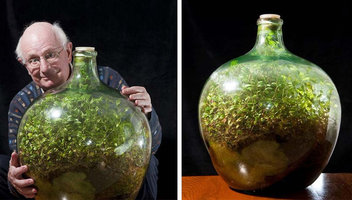 PaleBlueDotFact's tweet photo. 🌱🪴 This is David Latimer’s sealed terrarium — a completely self-sustaining ecosystem that went untouched for over 40 years.

Planted in 1960 and sealed in 1972, the bottle garden recycles its own water, nutrients, and air through photosynthesis and decomposition.

It’s one of the most famous real-life examples of a closed ecosystem — thriving without any human intervention.
