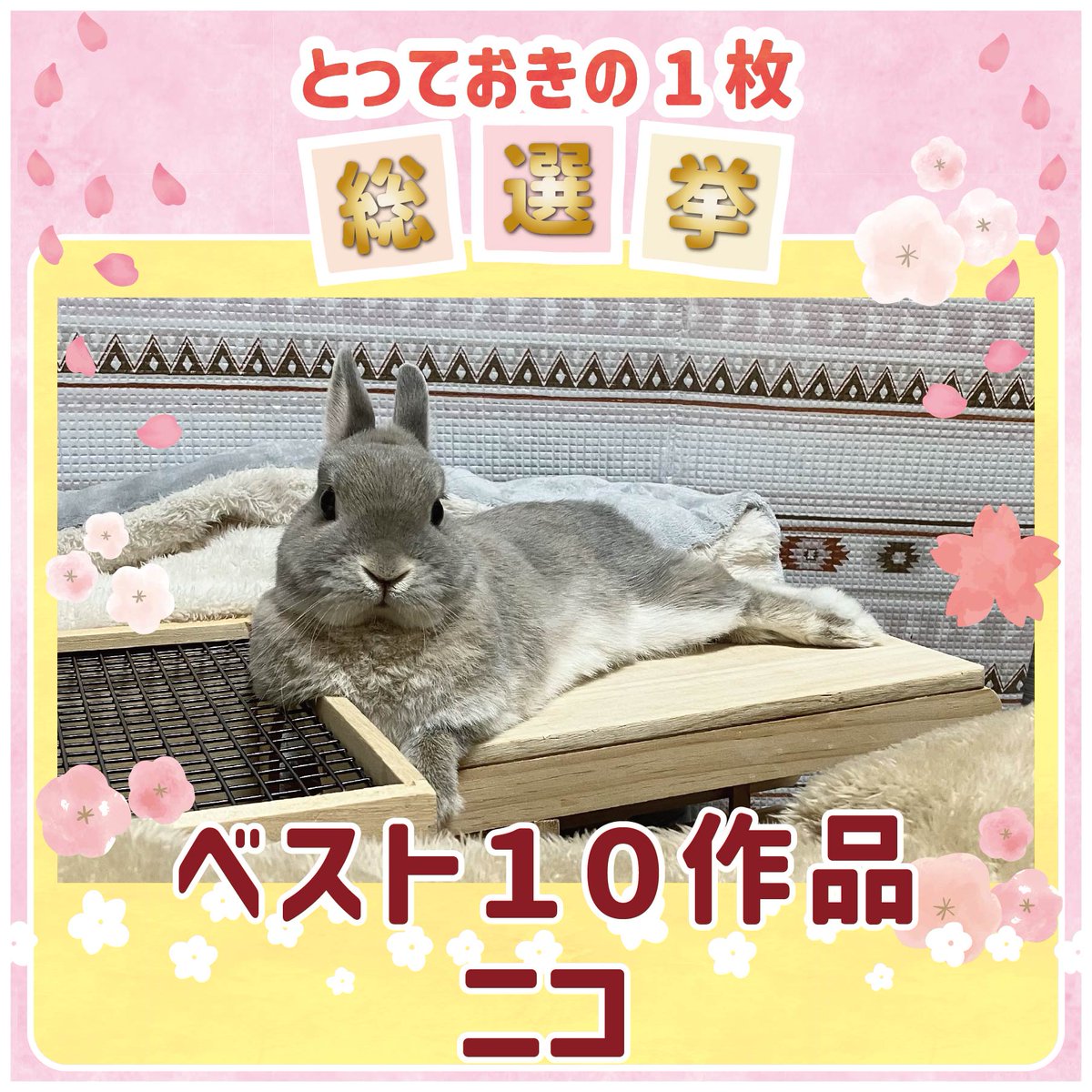 WOOLY（ウーリー） ㅣ うさぎの食彩工房 tweet media