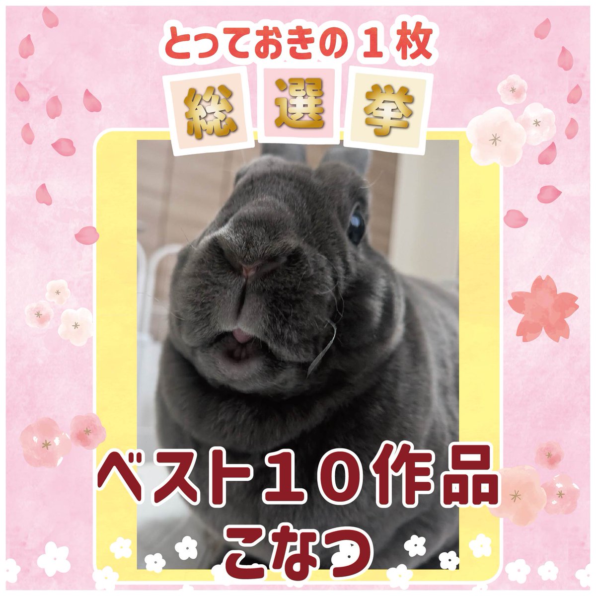 WOOLY（ウーリー） ㅣ うさぎの食彩工房 tweet media